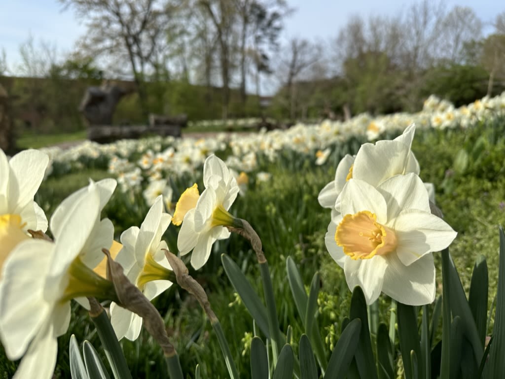 Narcissus blooms