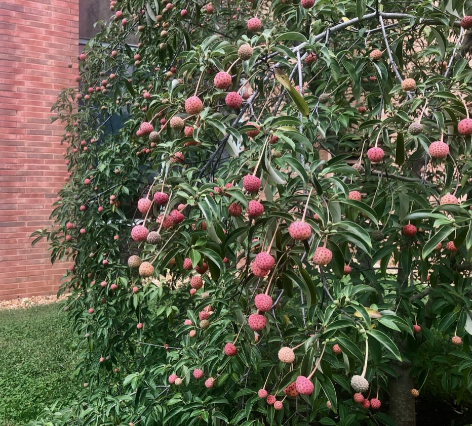 Button bush