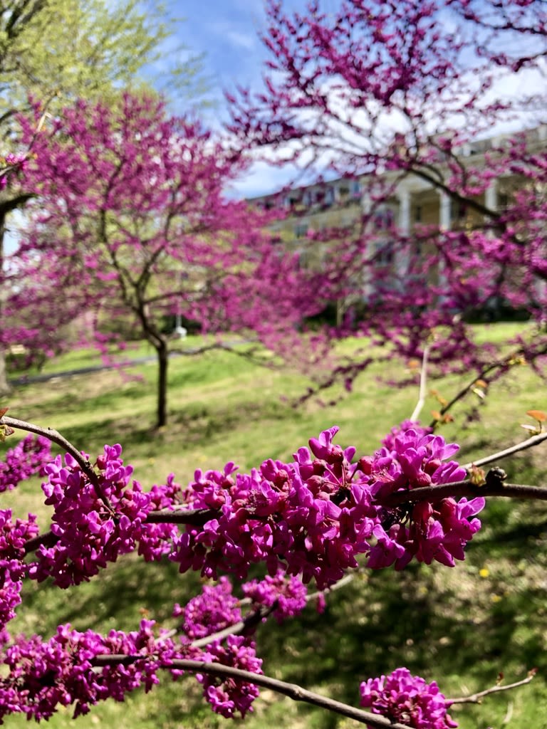 Blooming redbud branches