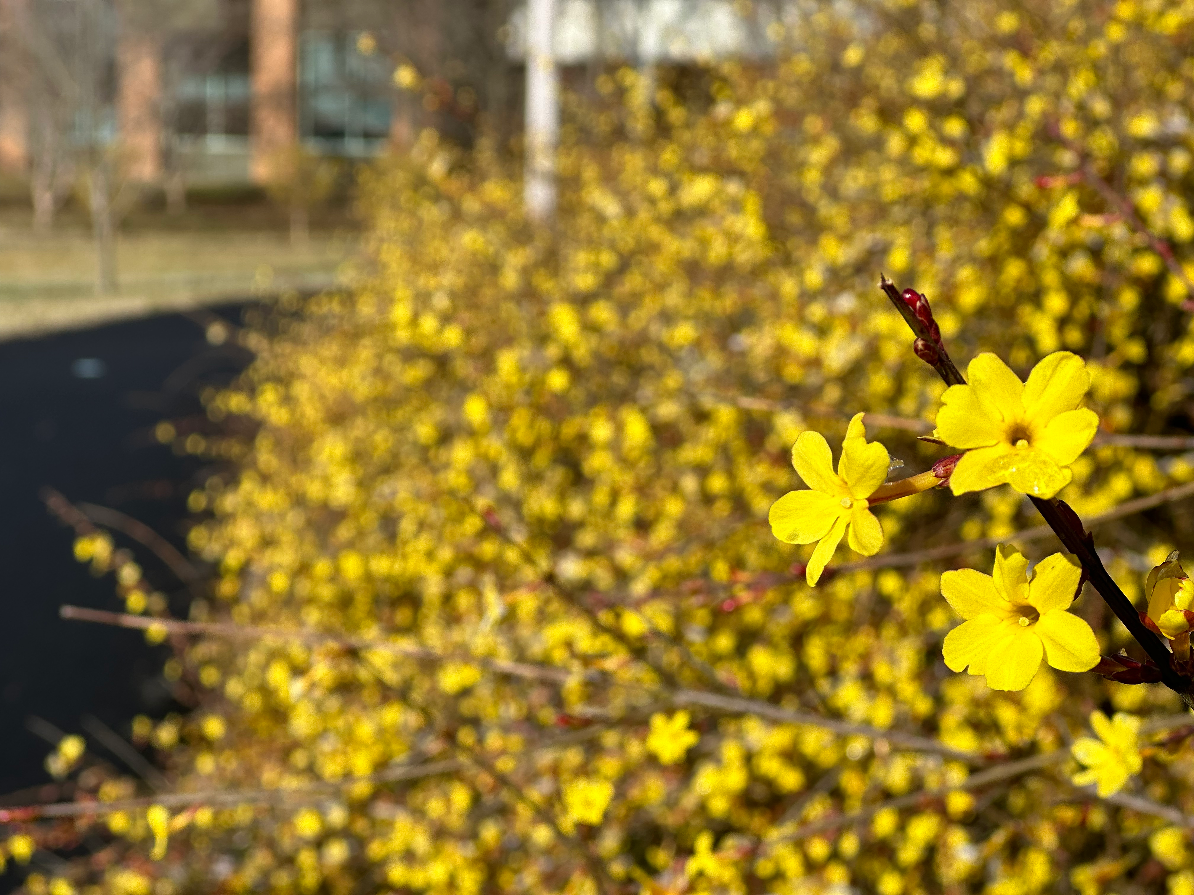 Forsythia in bloom