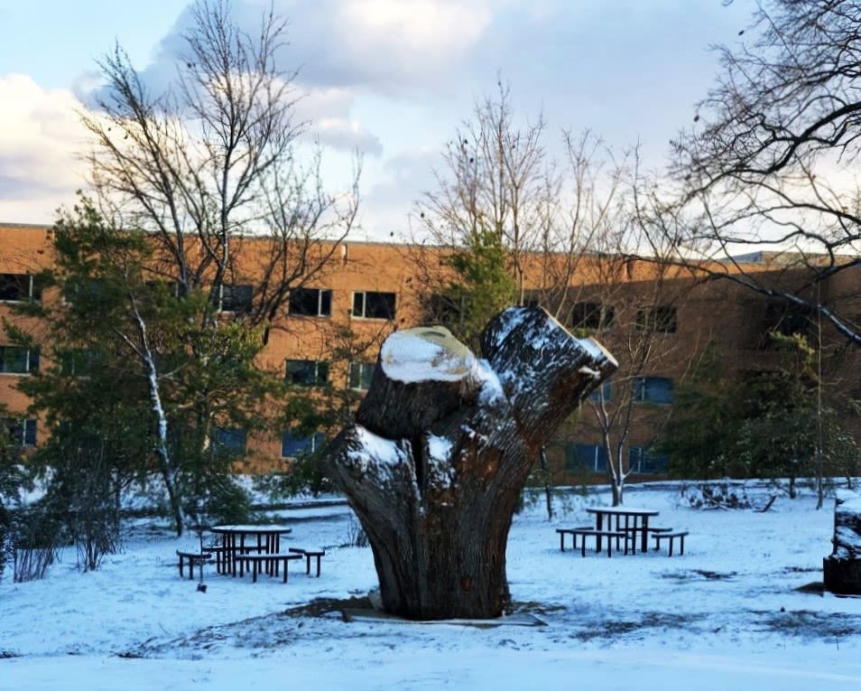 The stump of the once-largest tree in Washington, D.C., covered in snow