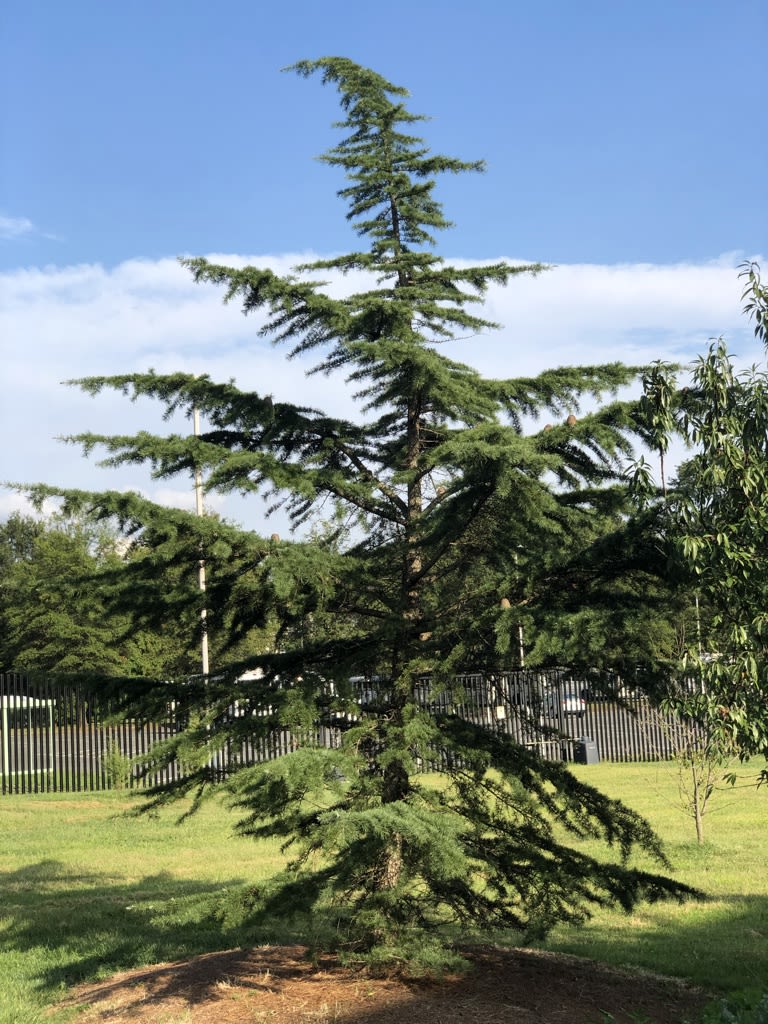 Himalayan cedar