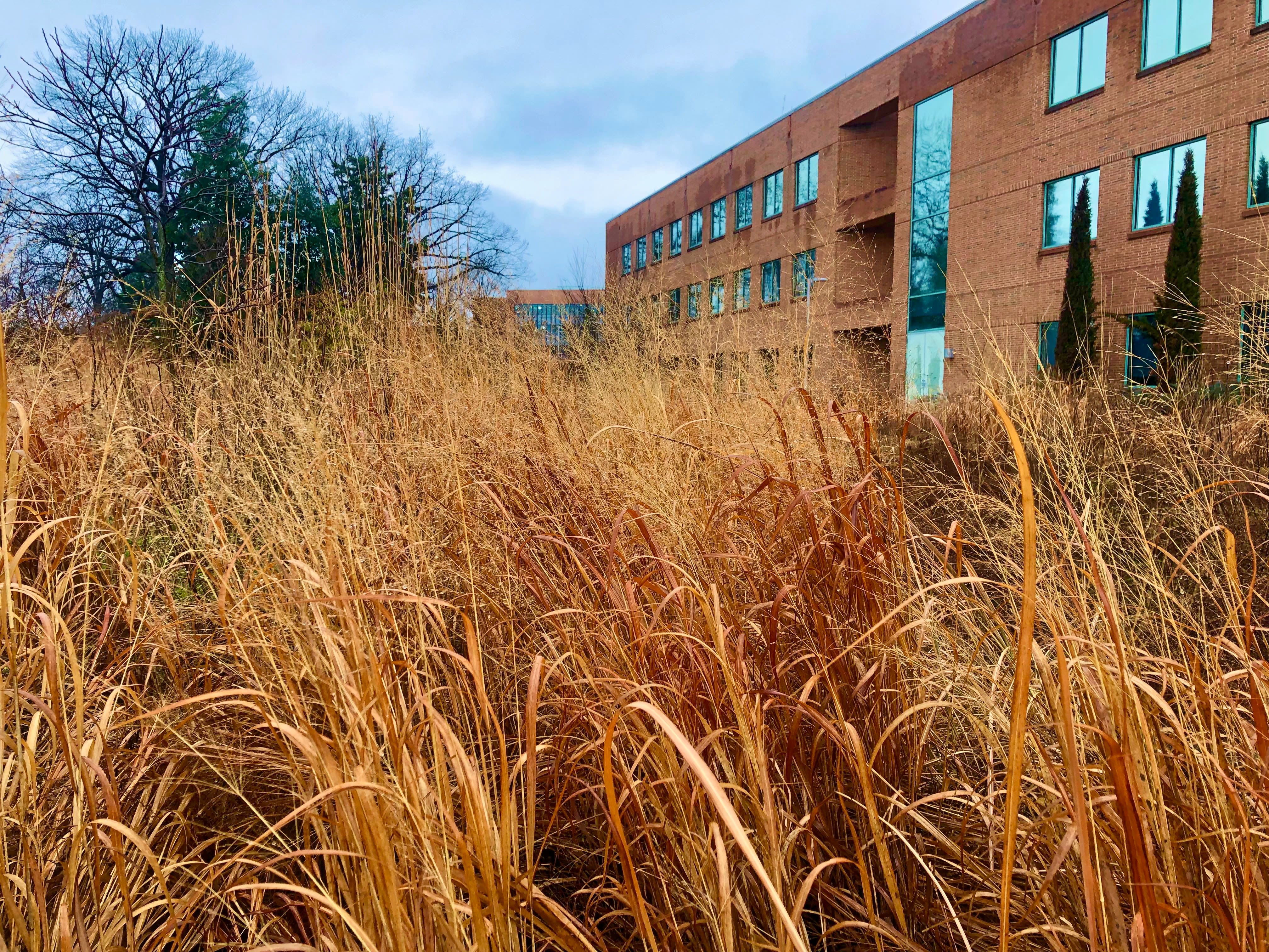 Tall dry grass on the Wash