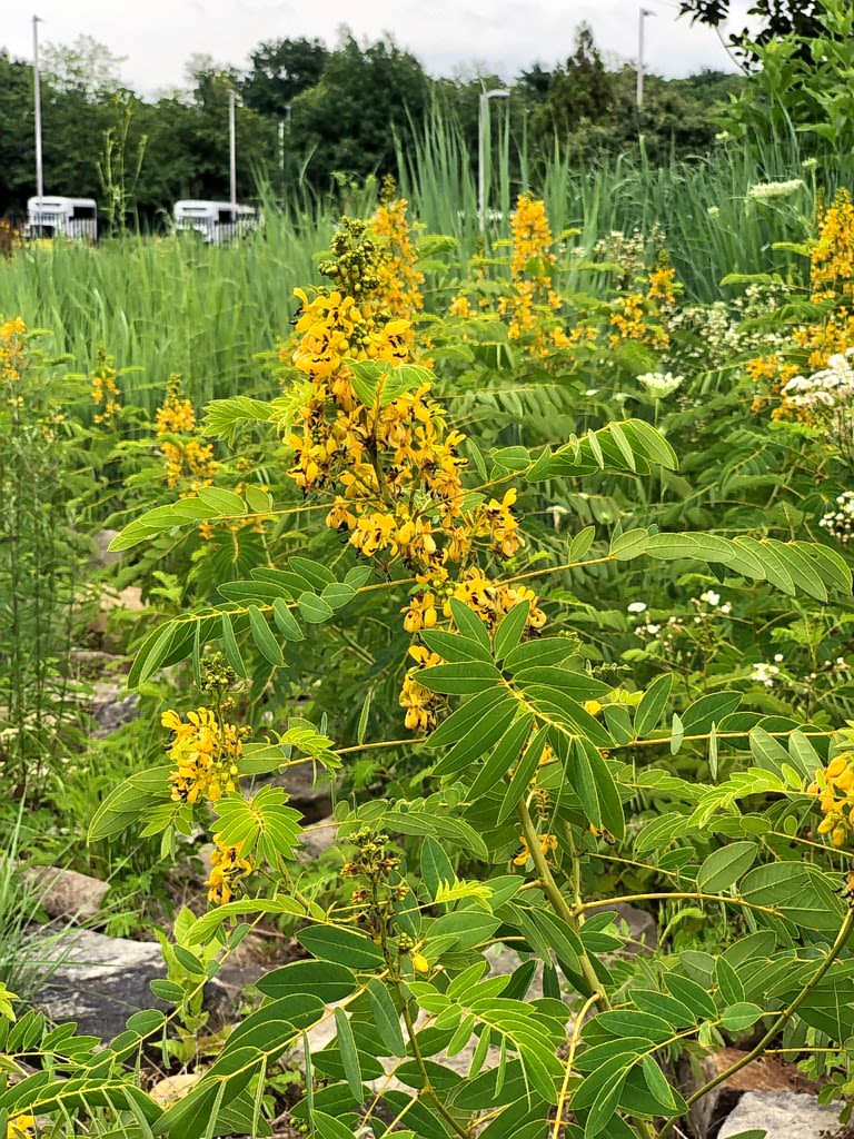 Senna blooming from mid- to late-summer