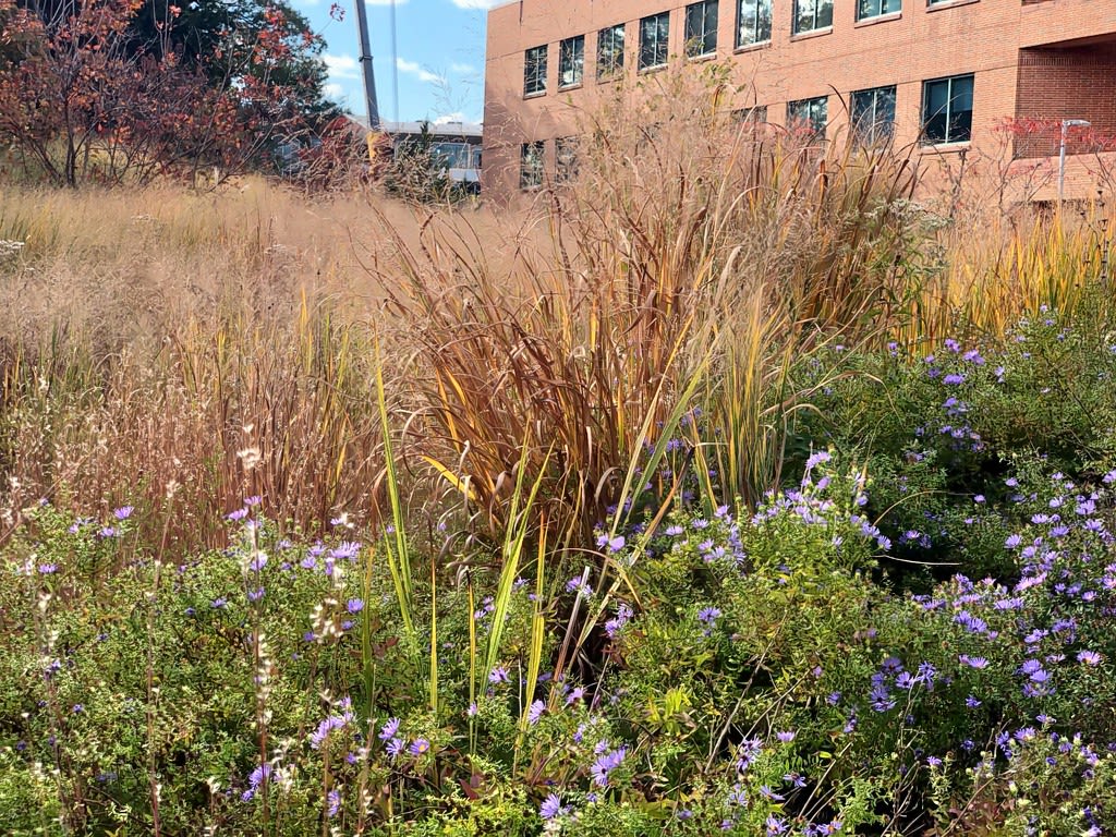 Tall grass and fall aster