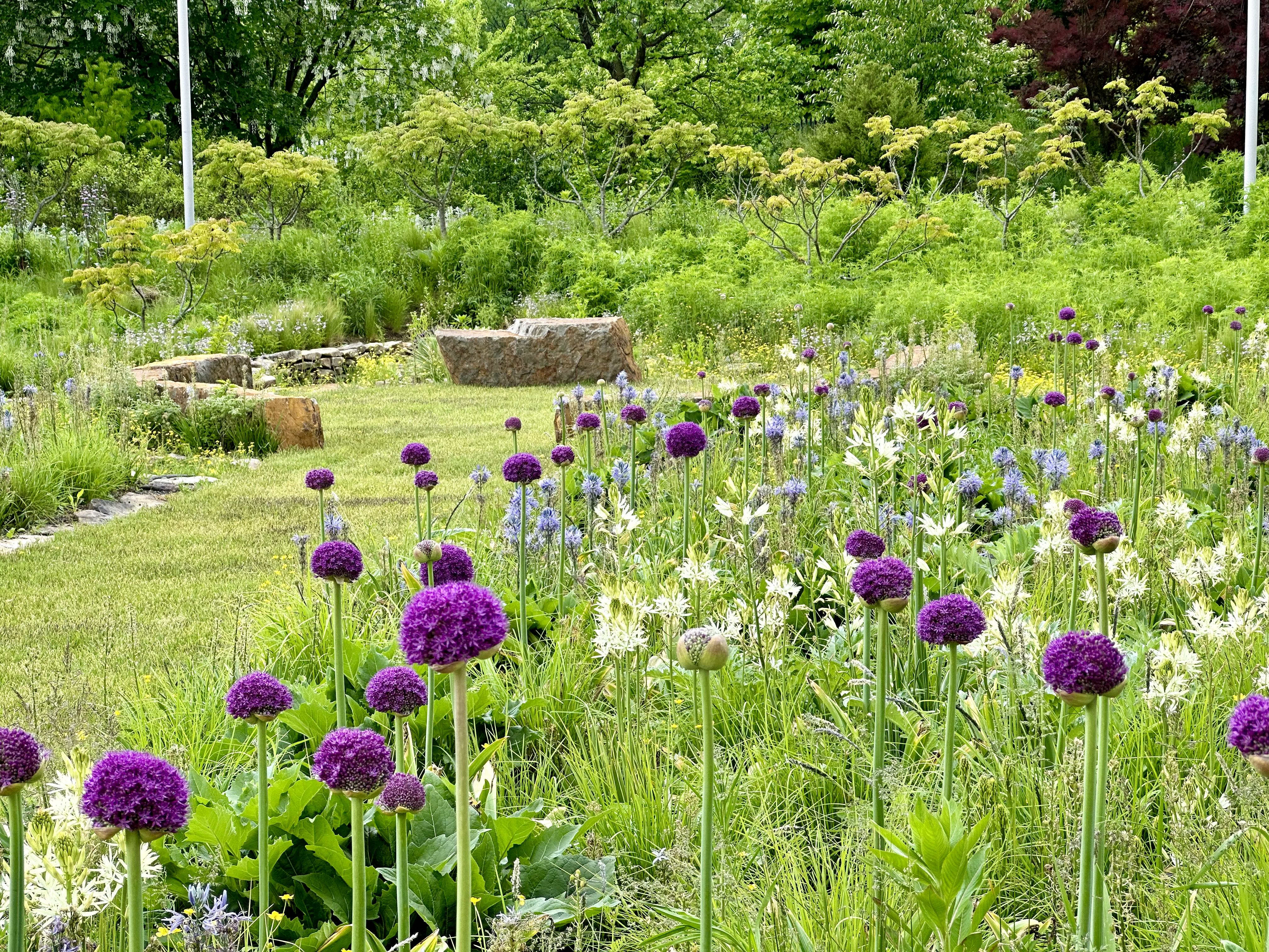 A field of alliums in bloom