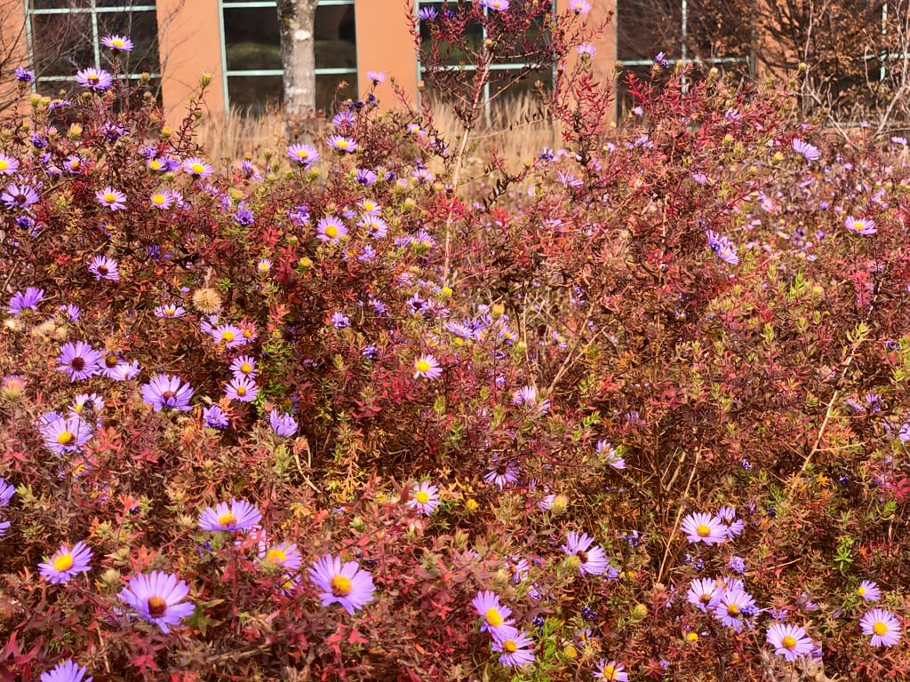 A field of wild fall aster
