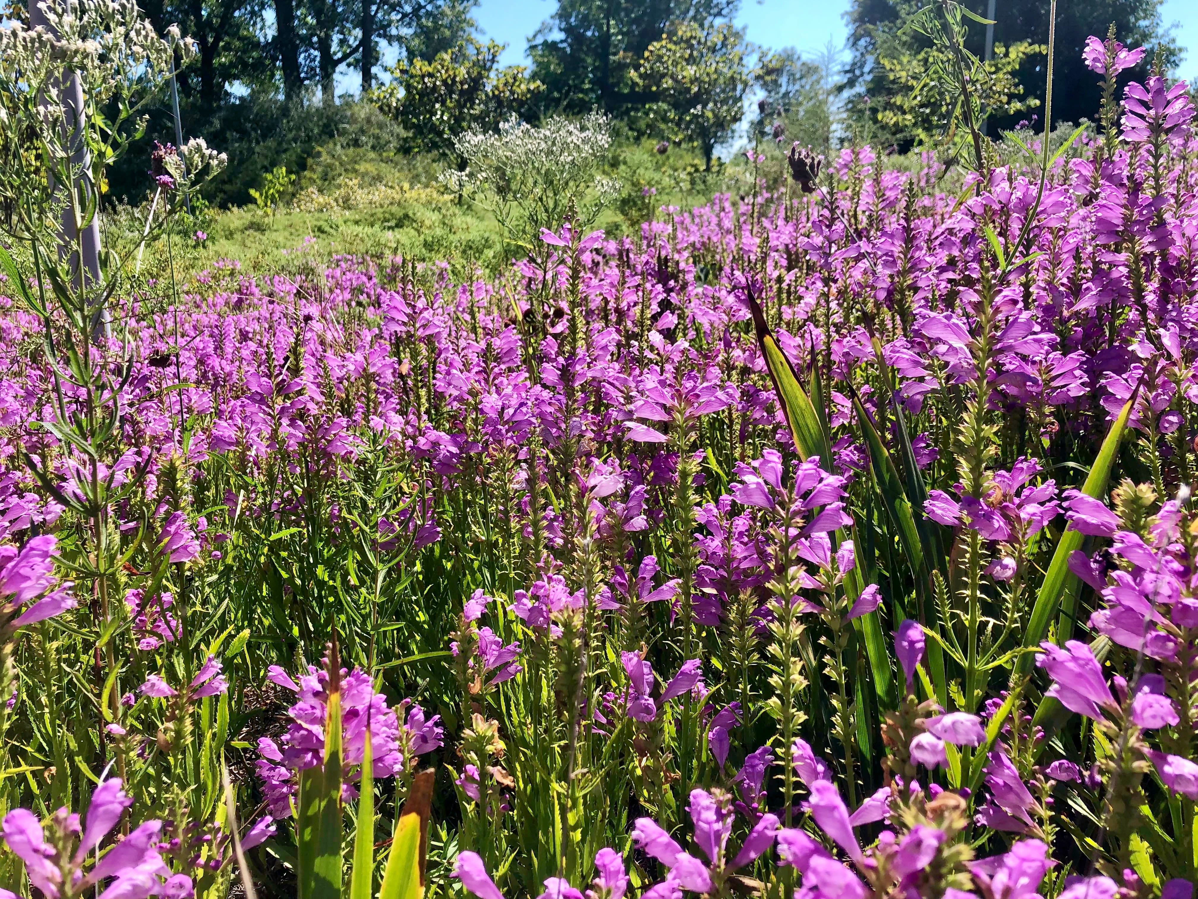 Obedient plant in bloom, from mid-summer into fall