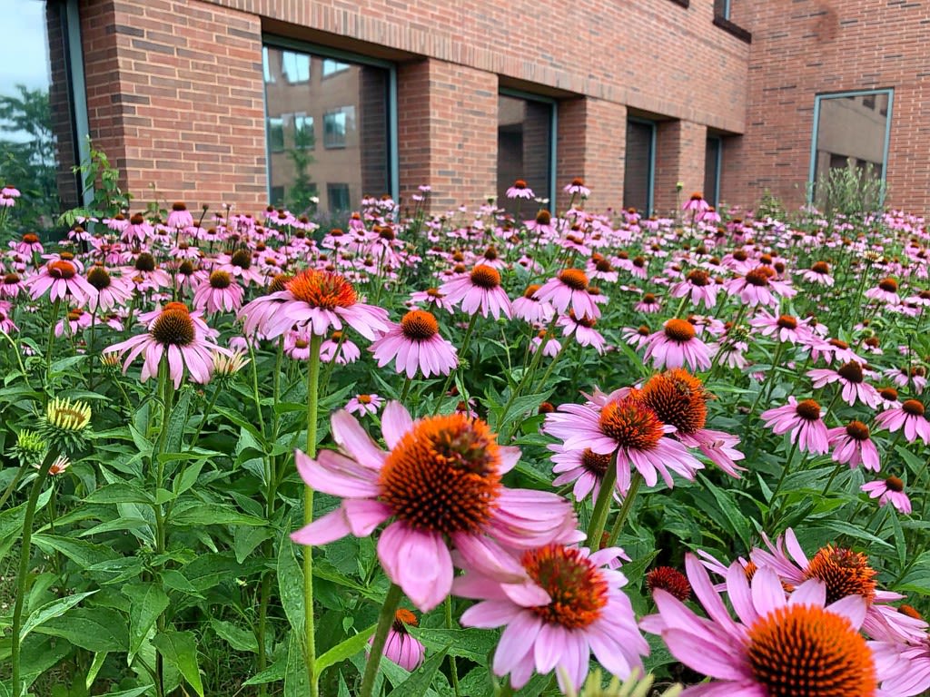 A field of purple coneflowers outside of a brick building
