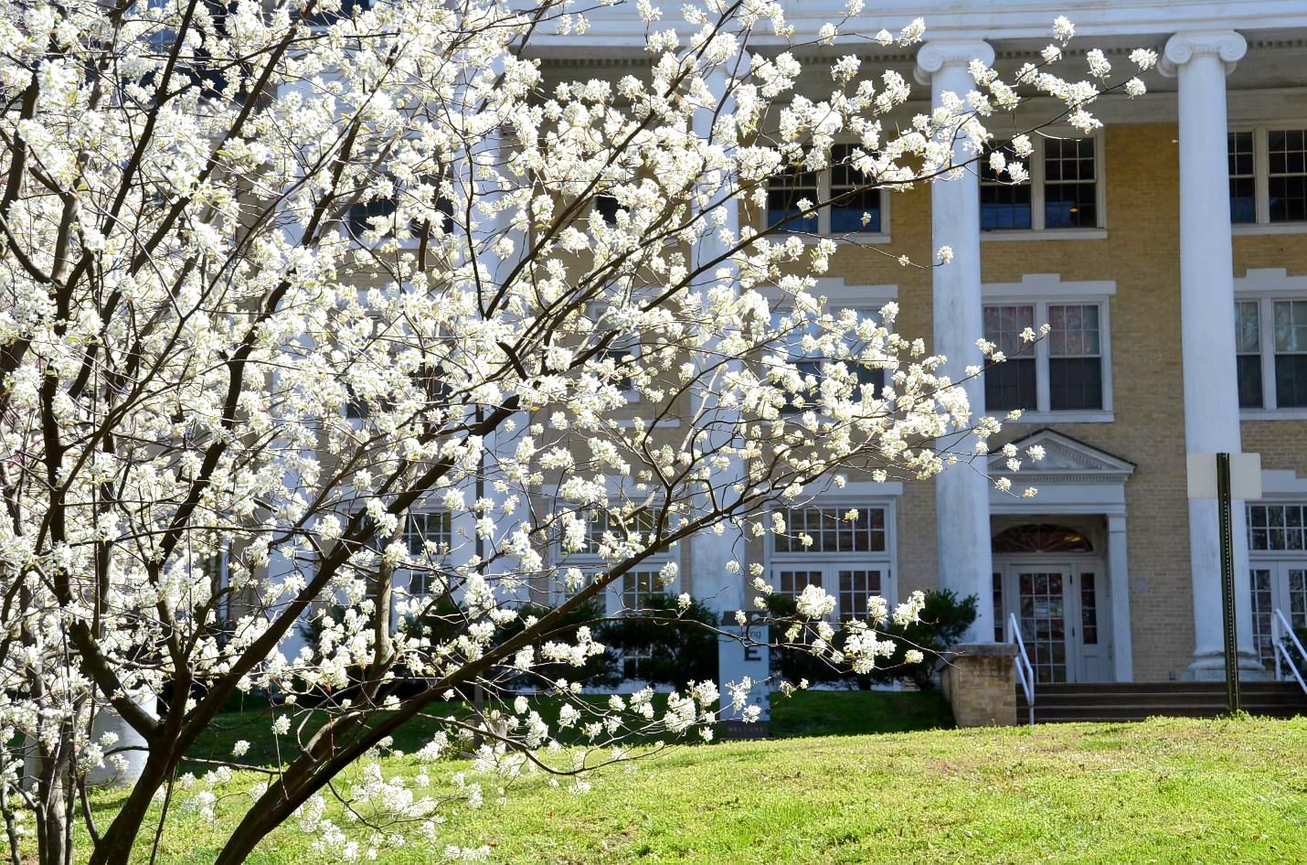 Arlington Hall behind the view of a shadbush in bloom