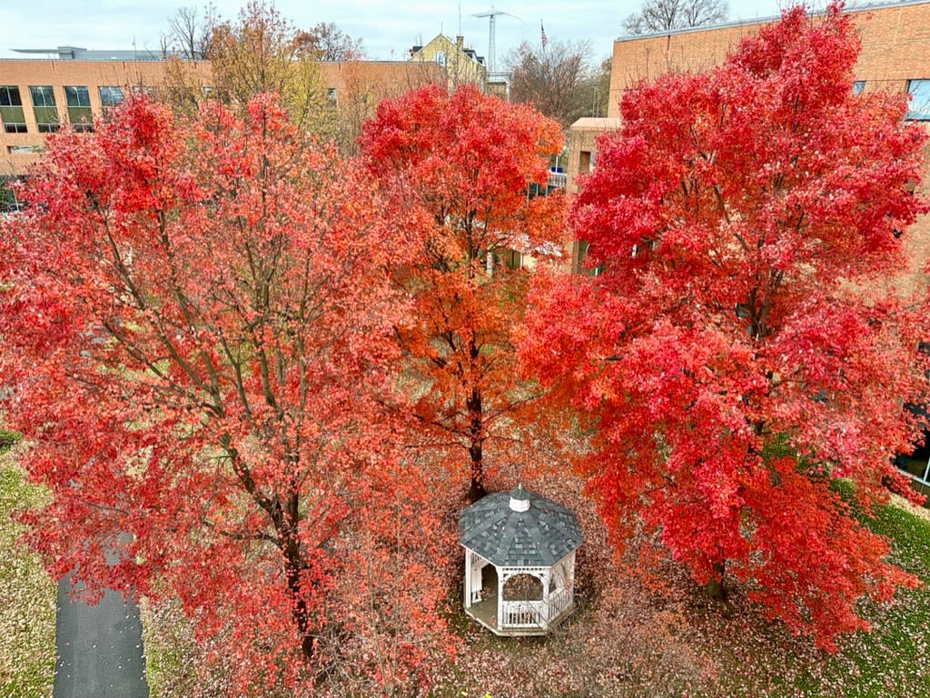 An aerial view of two bright red maple trees above a gazebo