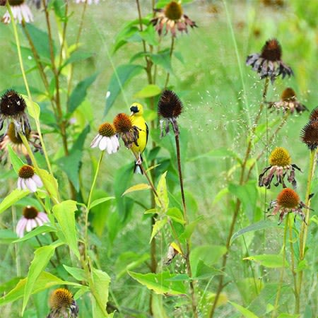A goldfinch perched on one of many coneflowers in a field