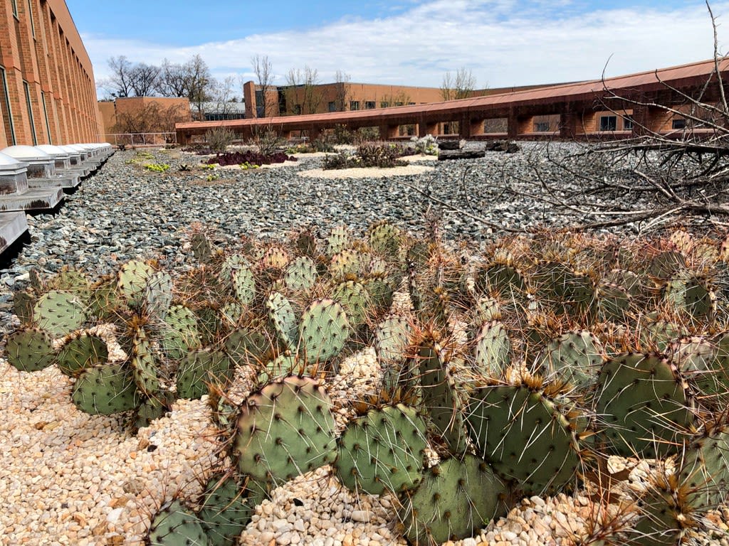 Prickly pear