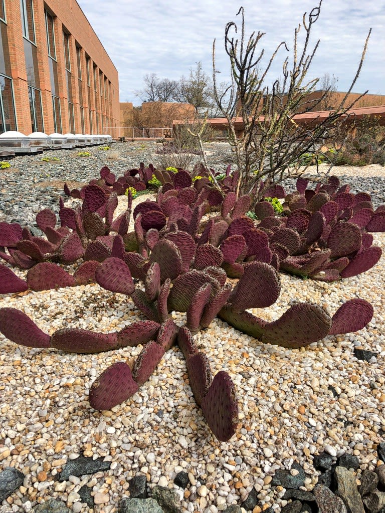 Prickly pear in winter