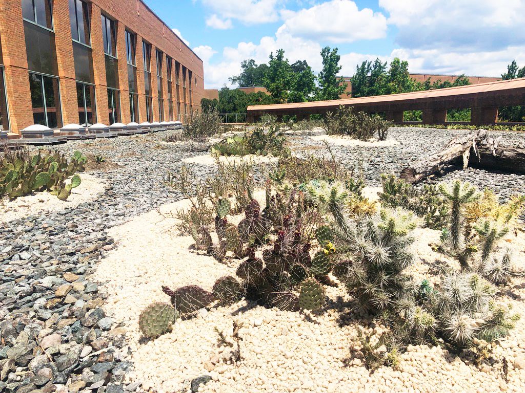 Prickly pear and cholla cactus