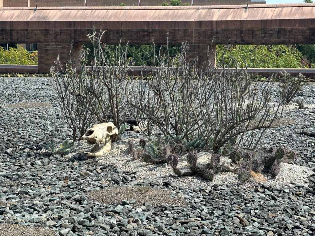 Blooming euphorbia mixed in with prickly pear showing its purple winter color