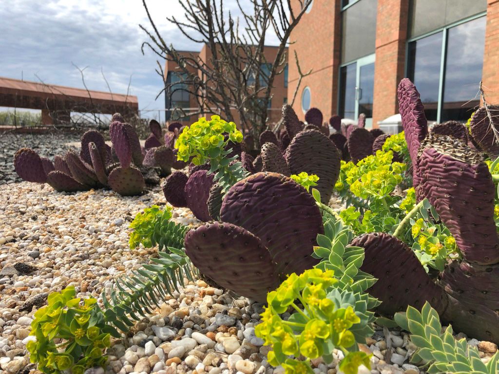 Blooming euphorbia mixed in with prickly pear showing its purple winter color