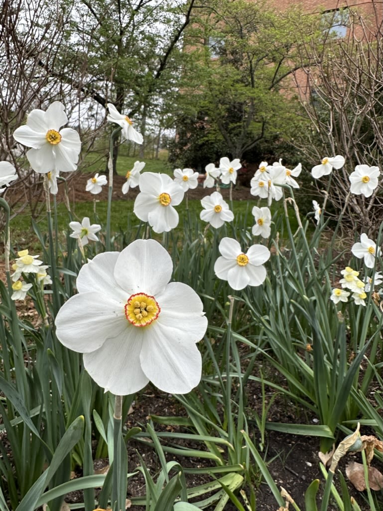 Poet's tulip at the Ceremonial Circle