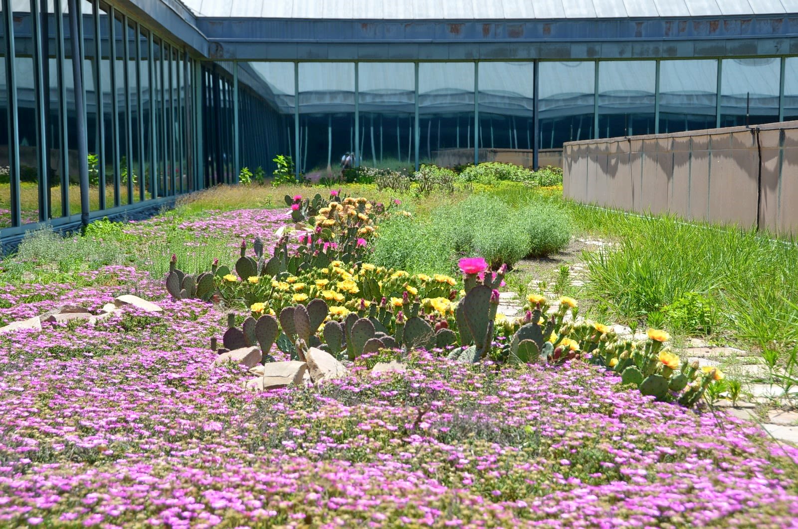 Swaths of the Green Roof in bloom