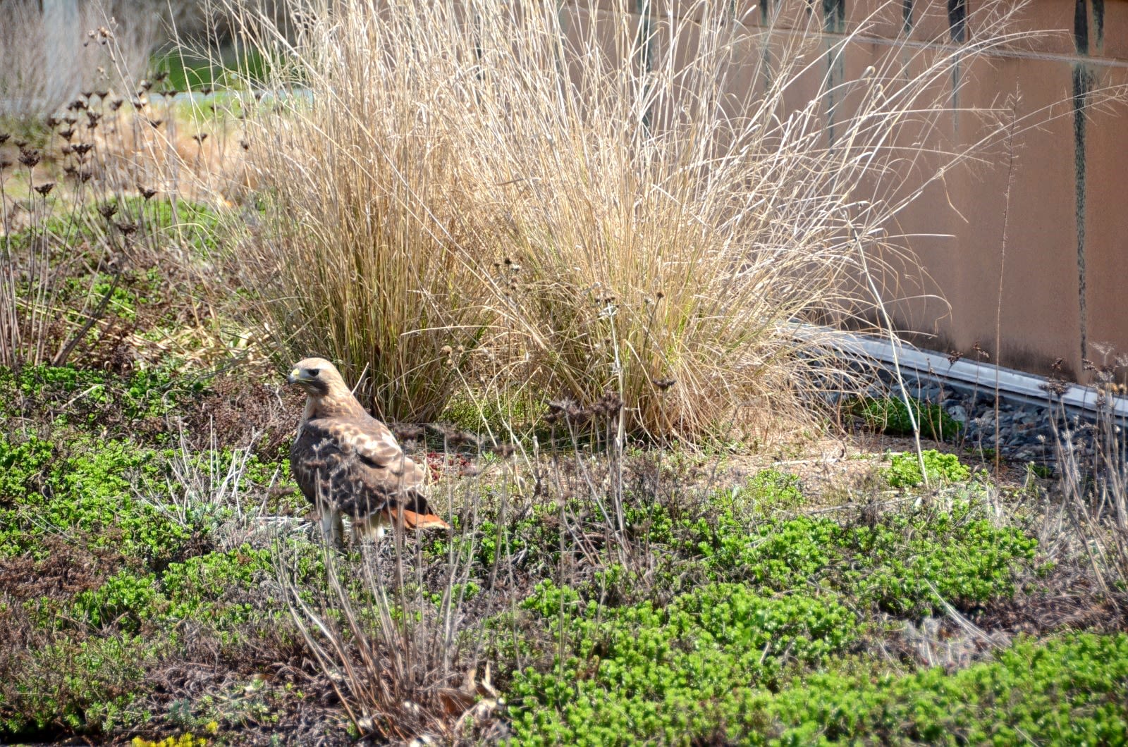 NFATC's resident hawk visiting the Green Roof