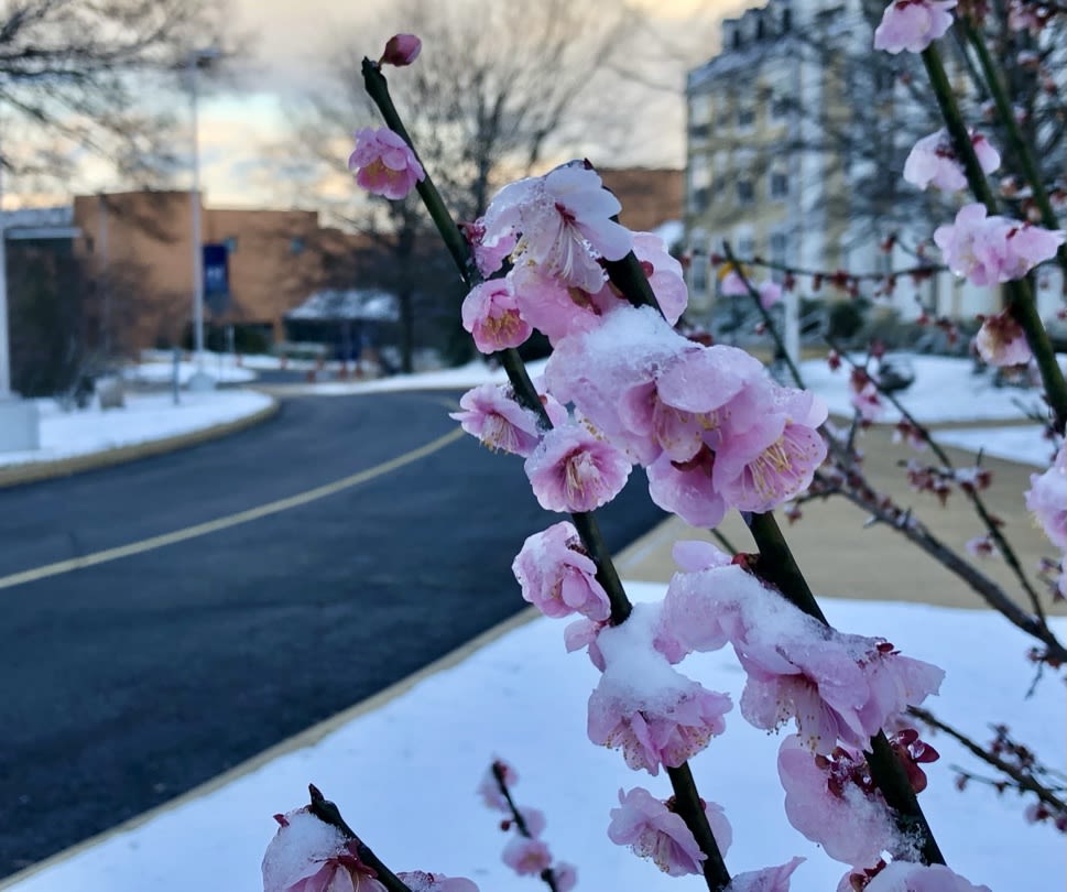 Chinese plum blossom branch in full bloom during the winter