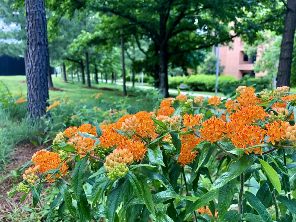 Butterfly weed along the walkway beneath the trees