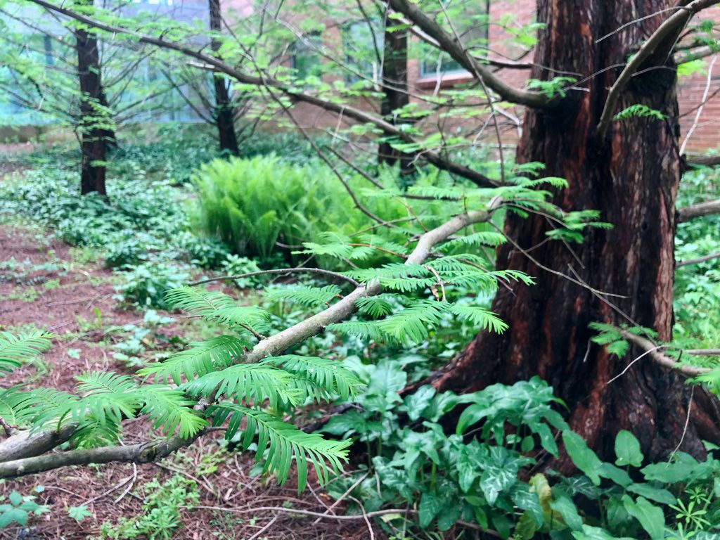 Leafy branches of a dawn redwood