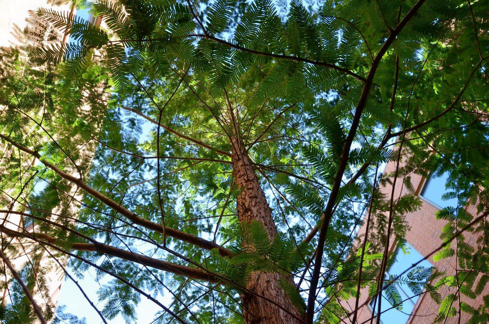 Looking up at the canopy of a dawn redwood