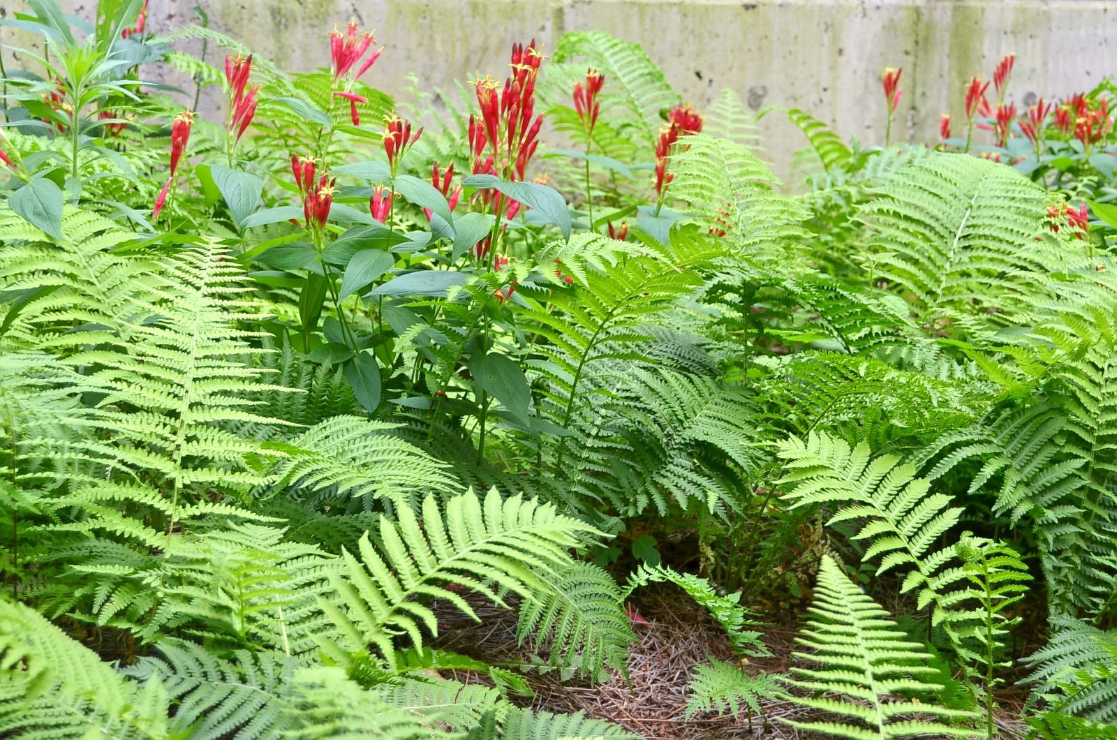 Fern in the Paleogarden