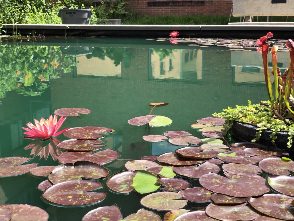 Lillypads on the Pond
