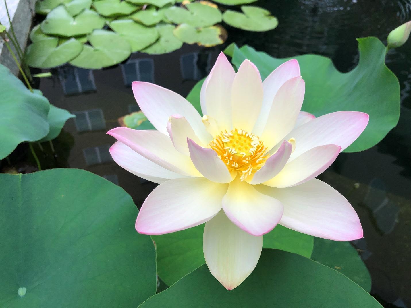 Sacred lotus