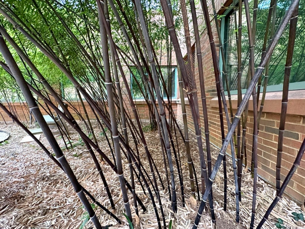 Black bamboo plants