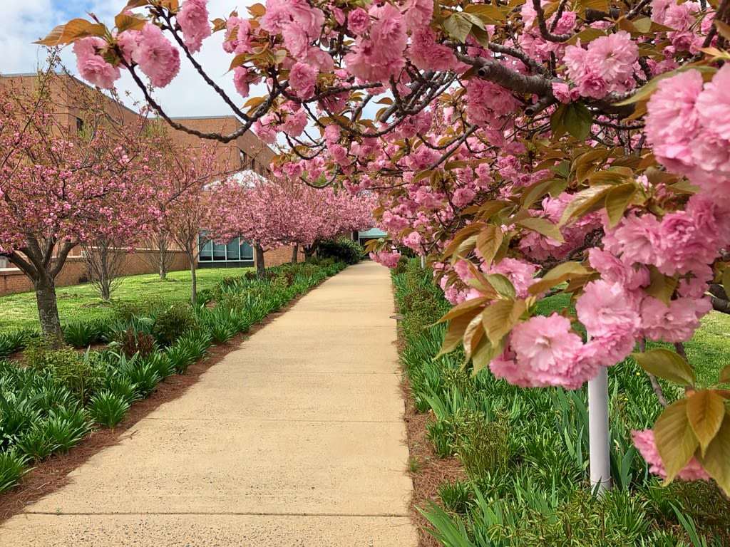 The Promenade lined with Kwanza trees and vegetation