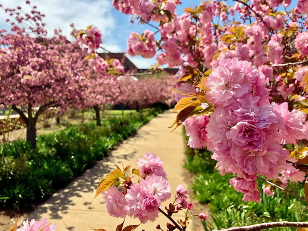 Kwanza cherry tree along the promenade