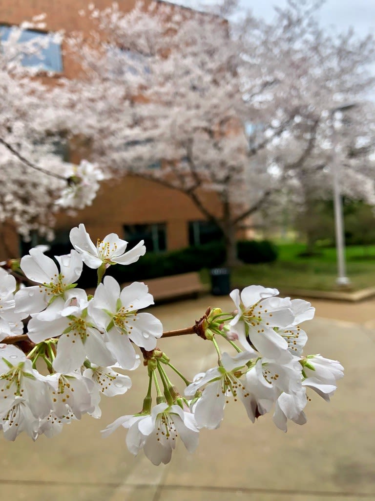 Close-up view of Yoshino cherry blossoms