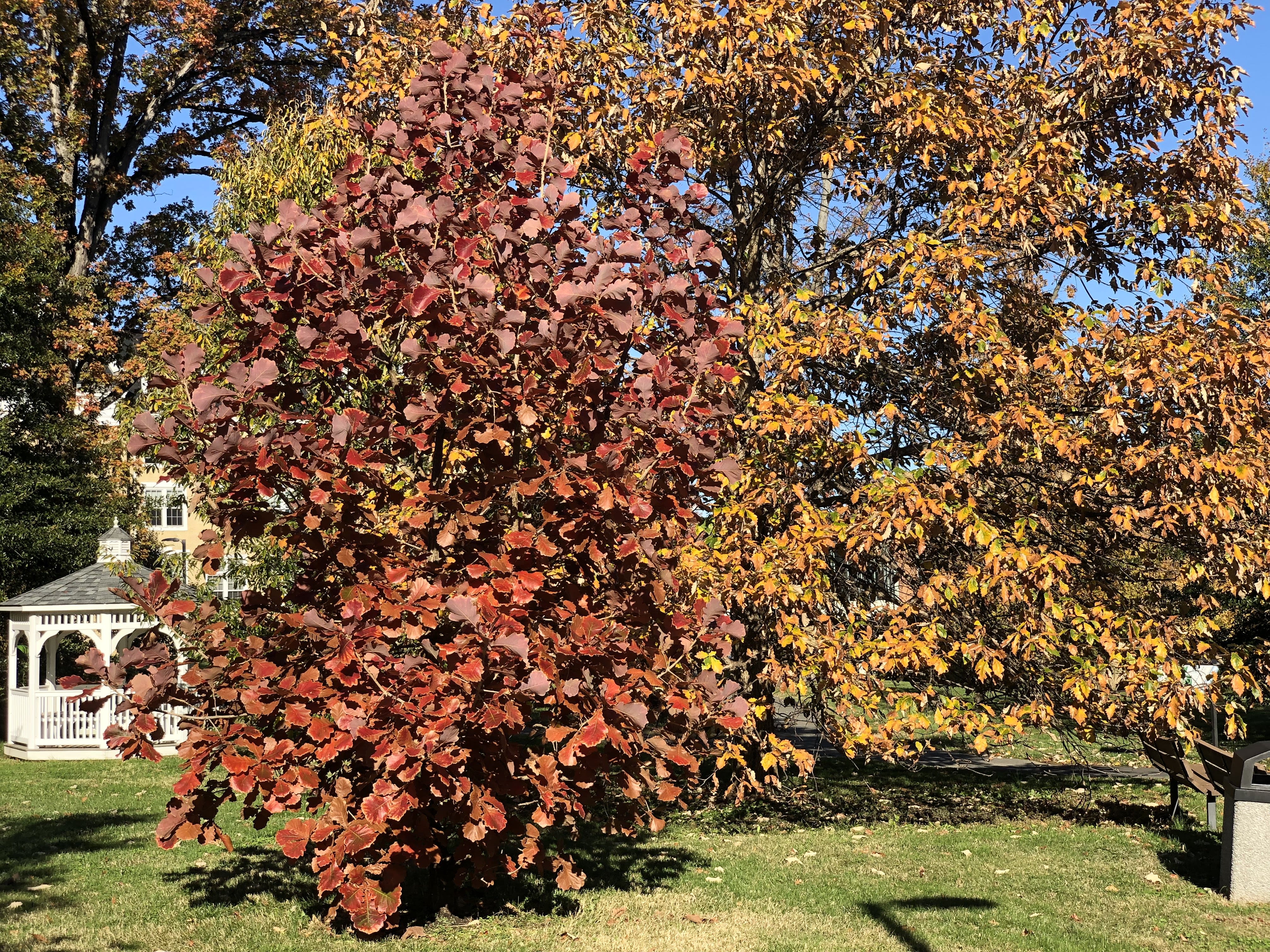 Japanese emperor oak in autumn