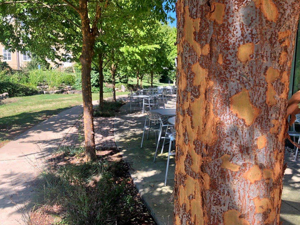A lacebark elm tree along the patio walkway