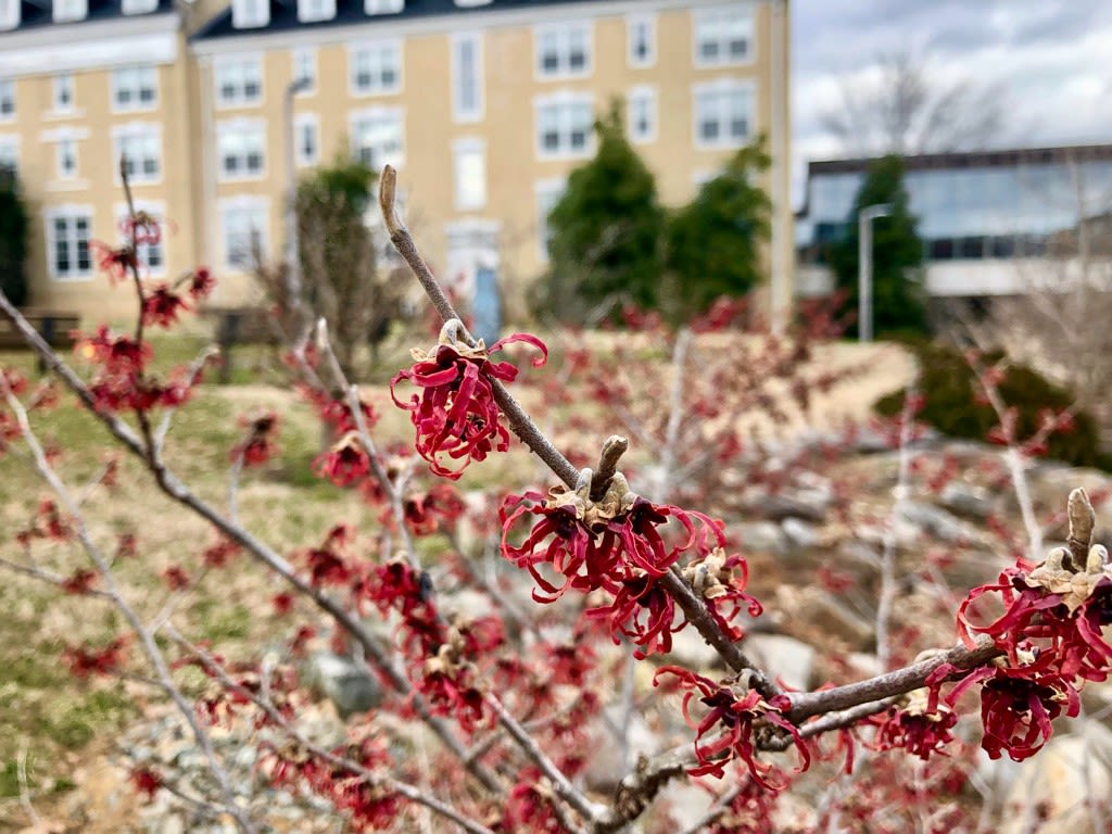 Vibrant red witch hazel in winter
