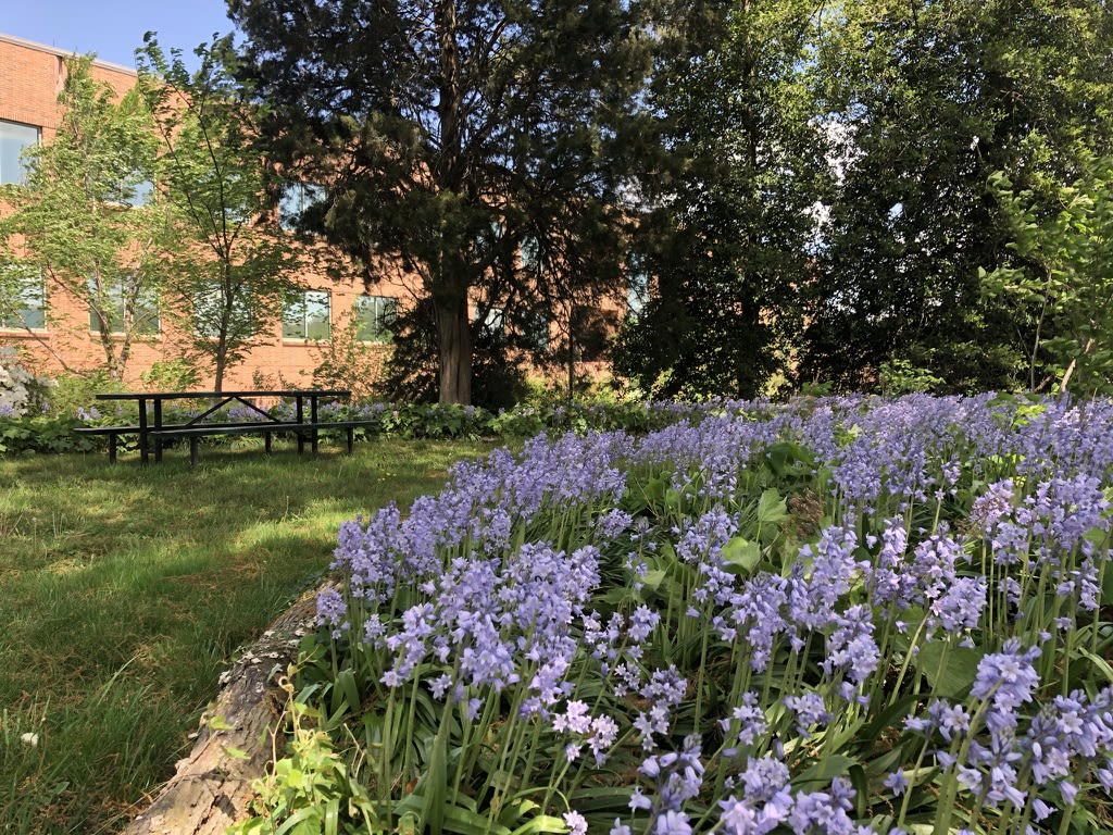 Spanish bluebells in bloom 