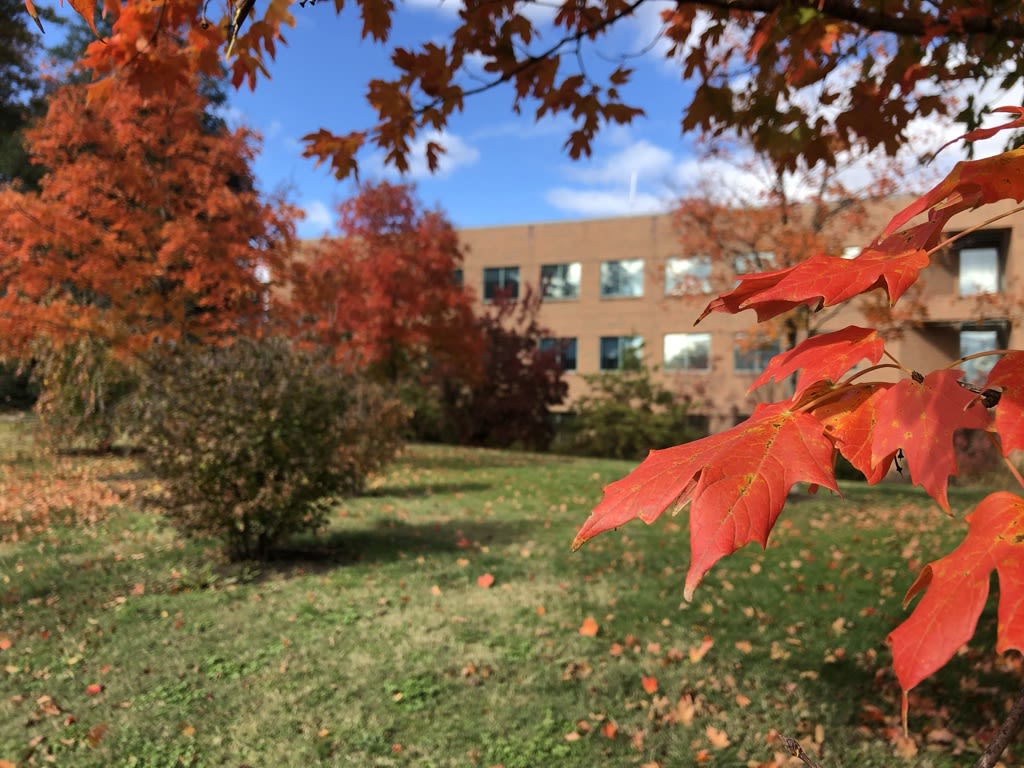 Red sugar maple leaves