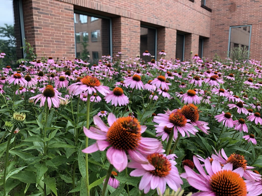 Cone flowers