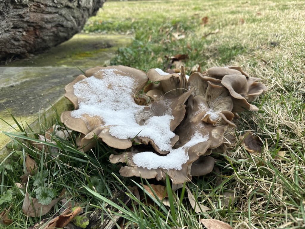 A mushroom with snow on it at the Stumpery