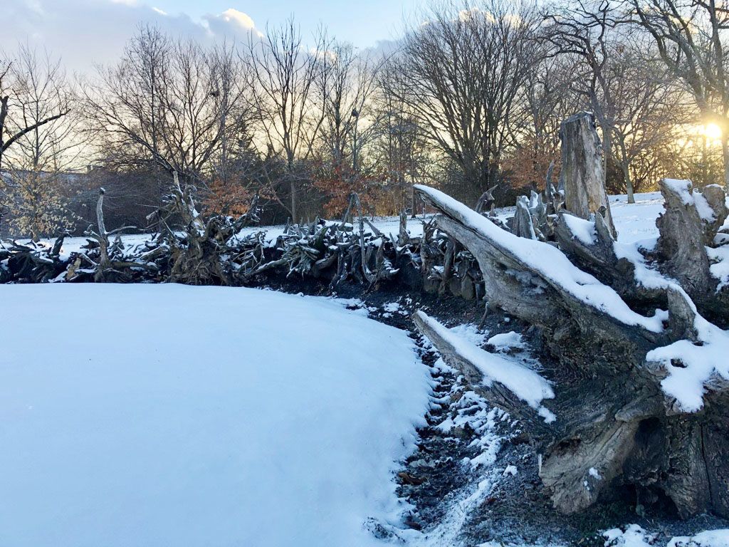 Side view of the arc of the stumpery in snow and sunlight