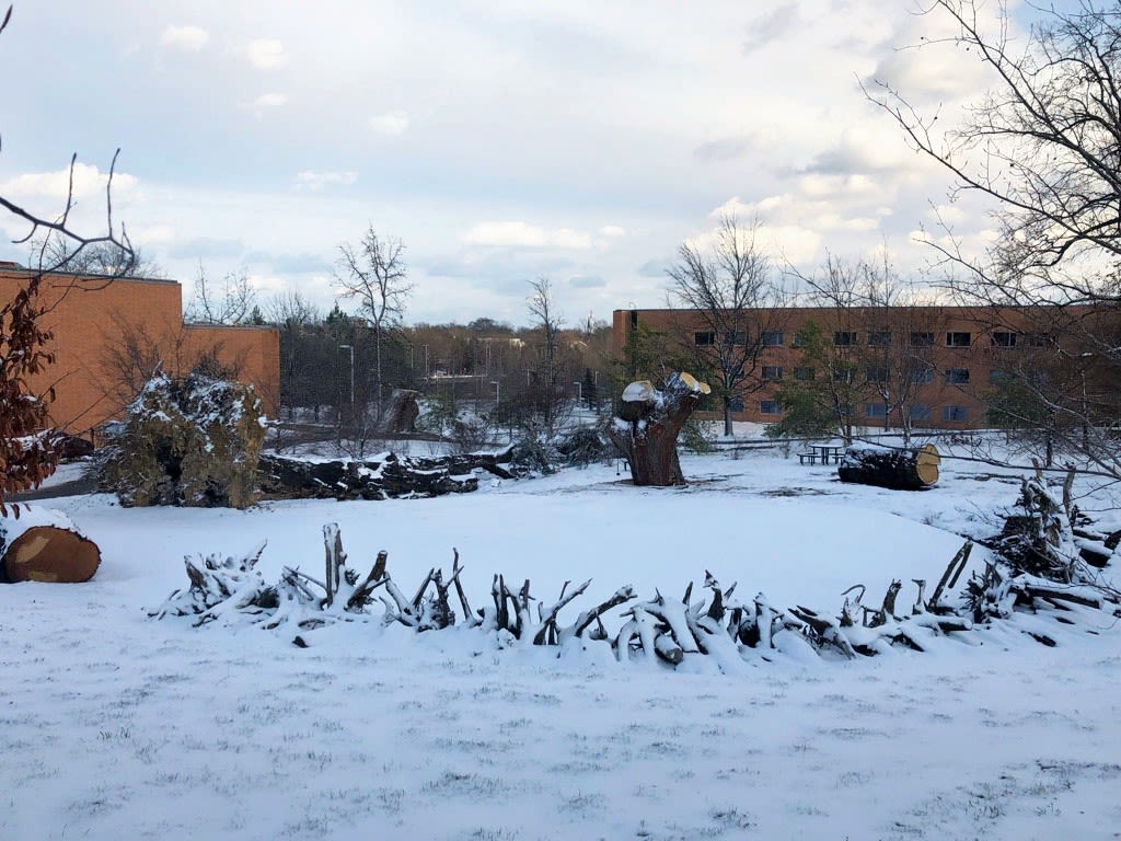 Wide angle of the Stumpery in snow