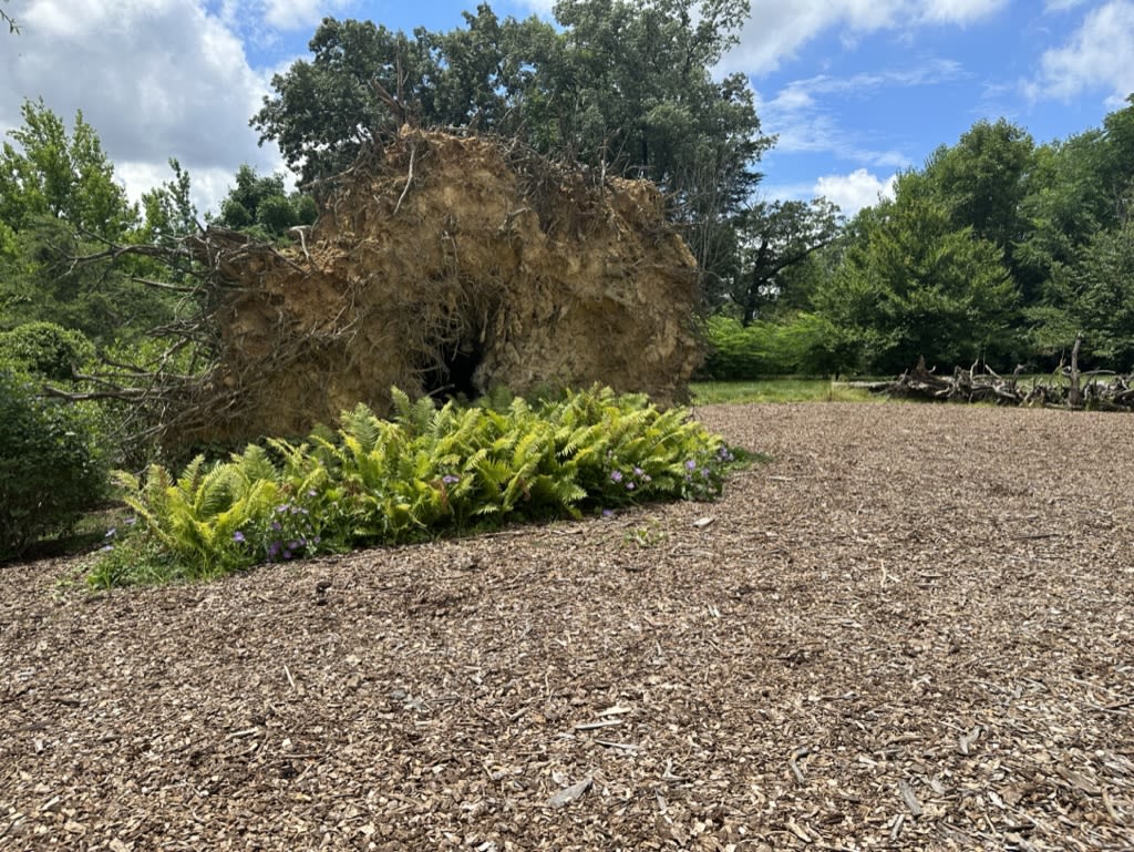 Side view of the arc of the stumpery in spring