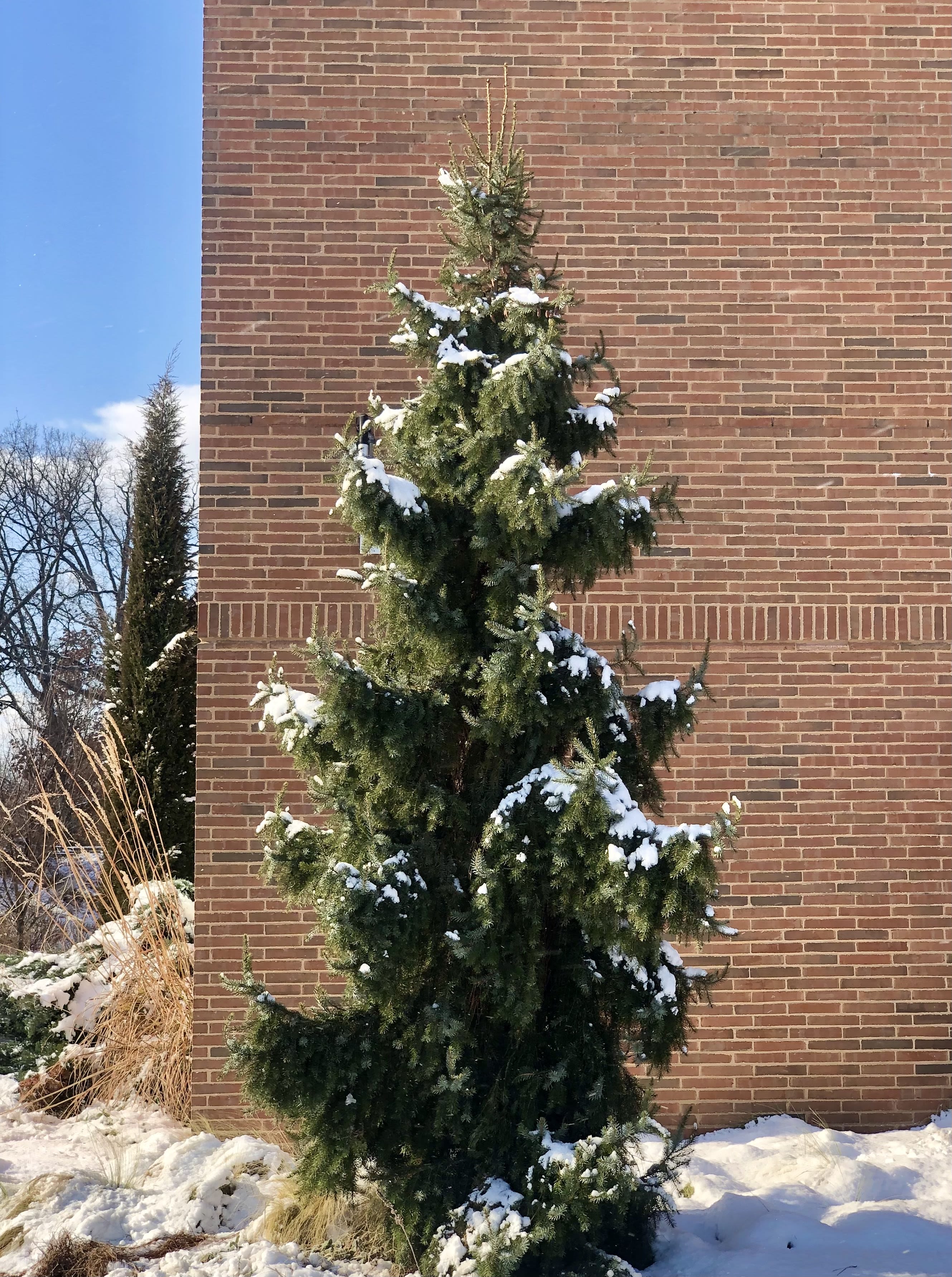 Serbian Spruce