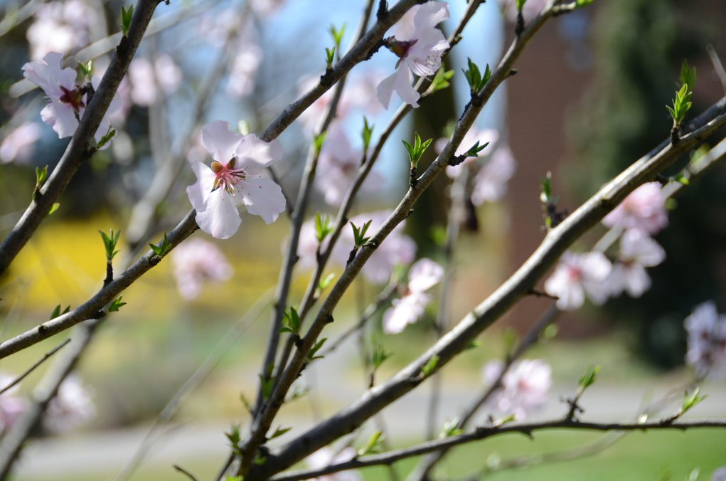 ‘Hall’s Hardy’ Sweet Almond