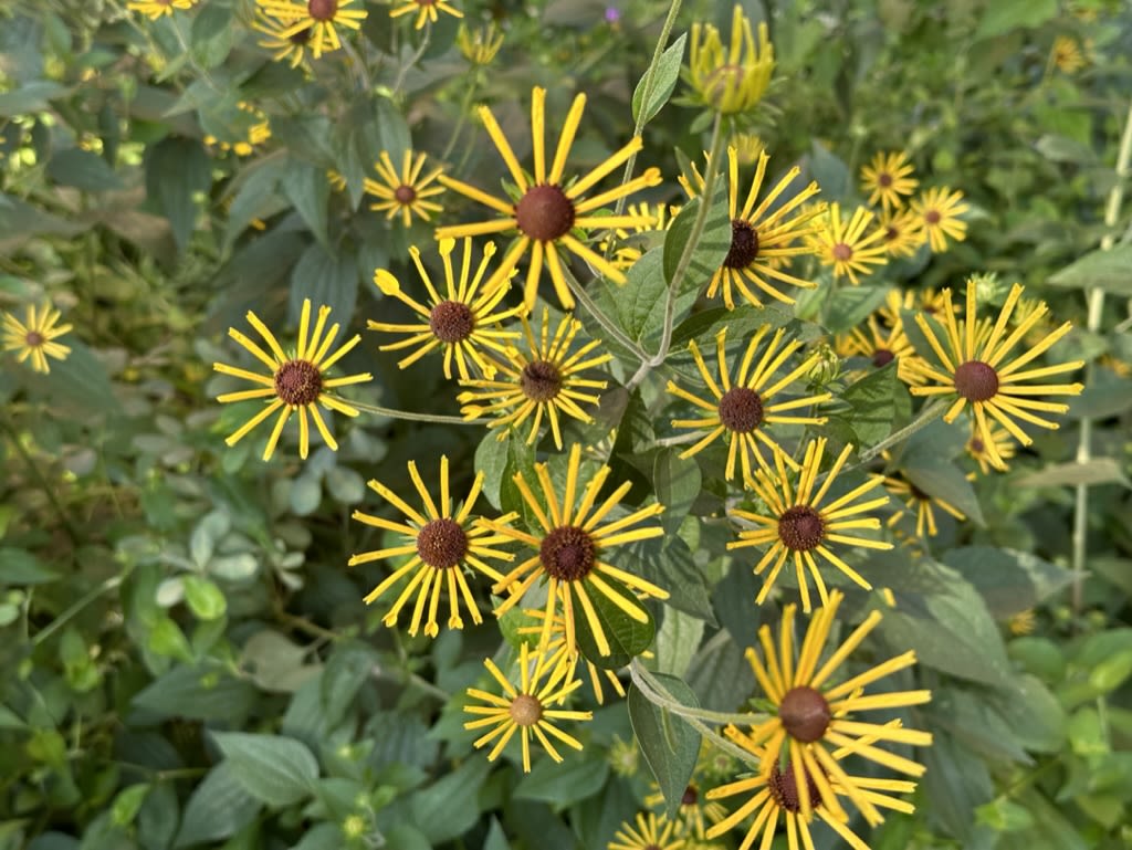 Yellow asters in bloom