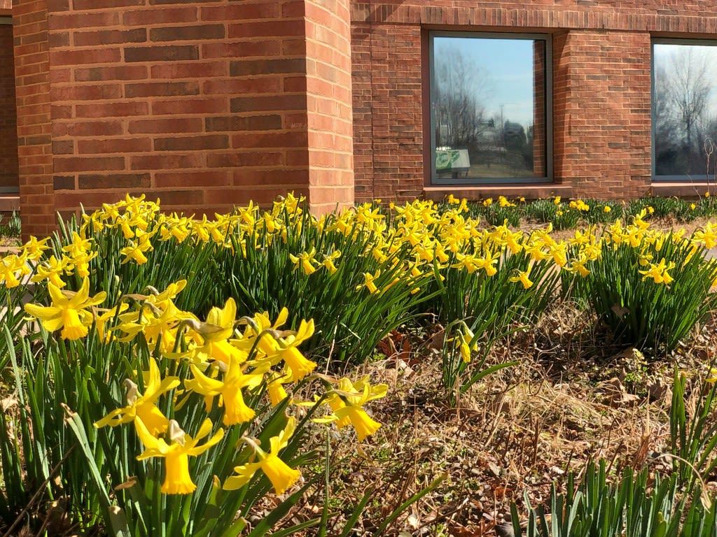 Daffodils blooming by the F building in early spring