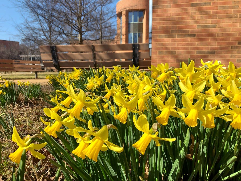 Yellow daffodils